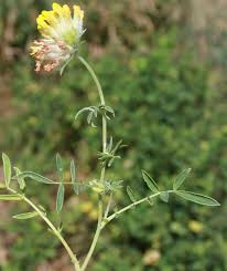 Image result for Antopetitia abyssinica