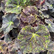 Image result for Begonia scutifolia