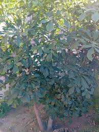 Image result for Cussonia spicata