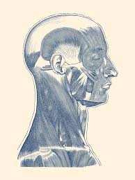 There are many muscles around the neck that help to support the cervical spine and allow you to move your head in different directions. Head And Neck Muscular System Simple Diagram Drawing By Vintage Anatomy Prints