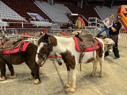 My friends and i like music very much! Years Of Abuse And Neglect At Garden Bros Circus Take Action Peta