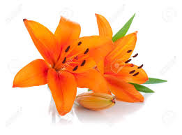 Two Orange Lily. Isolated On White Background Stock Photo, Picture ...
