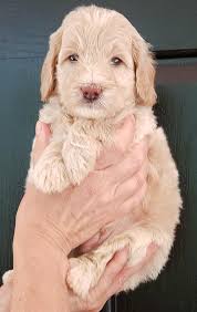 We are dedicated to raising miniature golden doodles & standard golden doodles with phenomenal temperaments & dispositions. Goldendoodle Puppies For Sale Peters Puppies Near Raleigh Durham