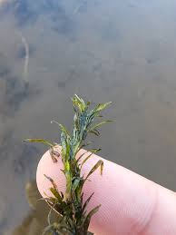 Image result for Najadaceae