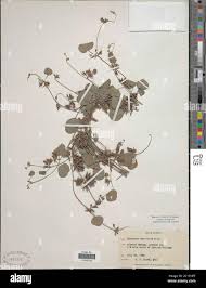 Image result for Rhynchosia luteola