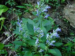 Image result for Scutellaria violascens