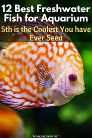 Best Freshwater Fish For Aquarium 5th Is The Coolest You Ve Ever Seen In 2020 Freshwater Aquarium Fish Community Fish Tank Freshwater Aquarium