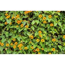Image result for Thunbergia alata