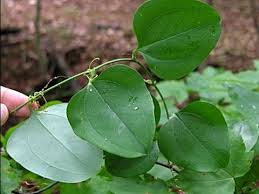 Can form impenetrable thickets, climbs by tendrils attached to the petiole; Useful Plant Greenbrier Youtube