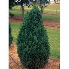 Maybe you would like to learn more about one of these? Green Mountain Buxus Spring Meadow Wholesale Liners Spring Meadow Nursery