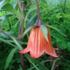 Image result for Canarina