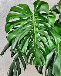Monstera Game Is Strong Fenestrations Container Gardening Flowers Plants Monstera