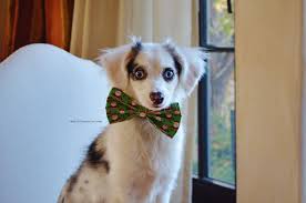 Christmas Bow Tie Casper Bi Blue Merle Australian Shepherd Australian Shepherd Working Dogs Dog Activities