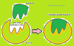 Maybe you would like to learn more about one of these? Pengertian Enzim Fungsi Sifat Dan Macam Macamnya