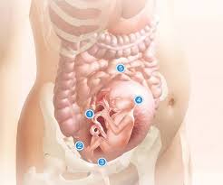 The pregnancy outcome in women with incidental diagnosis of septate uterus at first trimester scan. 2 3 Weeks Pregnant Size Of Baby Novocom Top