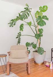Image result for Monstera