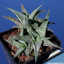 Aloe Descoingsii Cv Blue Con Imagenes Suculentas Cactus Y Suculentas Jardineria
