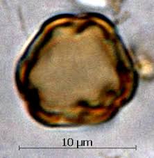 Image result for Dissotis irvingiana