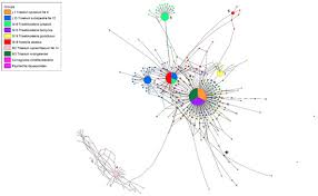 Image result for Trisetopsis elongata