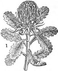 Image result for Oldfieldia macrocarpa