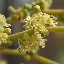 Image result for Lannea welwitschii