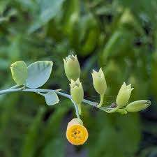 Image result for Nicotiana glauca