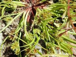 Image result for Cyperus squarrosus