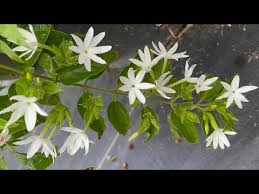 Image result for Jasminum multiflorum