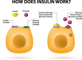 Hyperinsulinismus Ursachen Symptome Behandlung Medlexi De