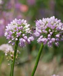 Option Allium Hybride Summer Beauty Hochsommer Lauch Steinquendel Zierlauch Stauden