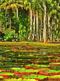Pamplemousses Garden Mauritius Http Www Facebook Com Beautyofmauritius Mauritius Travel Mauritius Mauritius Island