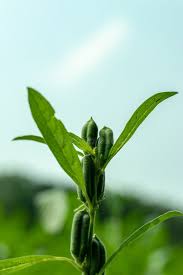 Image result for Pedaliaceae