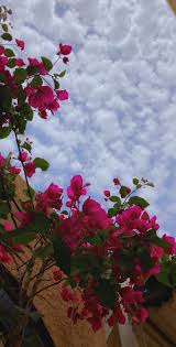 Best hd wallpapers of flowers, desktop backgrounds for pc & mac, laptop, tablet, mobile phone. Nature Flowers Iphone Wallpapers Top Free Nature Flowers Iphone Backgrounds Wallpaperaccess