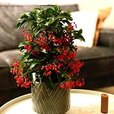 Image result for Ardisia