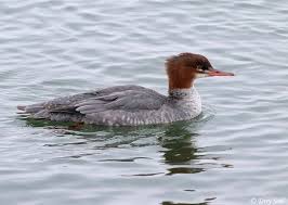 Check spelling or type a new query. Red Breasted Merganser Mergus Serrator