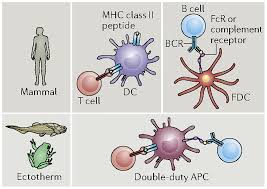 A Cold Blooded View Of Adaptive Immunity Abstract Europe Pmc