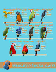 Types Of Birds You Can Have As Pets 50 Facts You Need To Know About Macaw Parrot Macaw Facts Macaw Parrot Parrot Facts Macaw