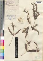 Image result for Aspilia pluriseta