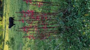 Image result for Aeollanthus ukamensis