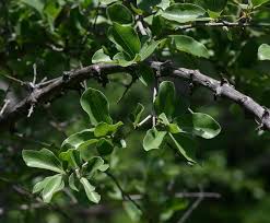 Image result for Strychnos madagascariensis