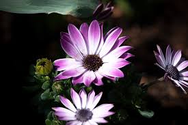 Fiori tipo margherita con quindici petali sottili e lunghi in quattro dimensioni diverse. Margherite Africane Fiori Viola Foto Gratis Su Pixabay