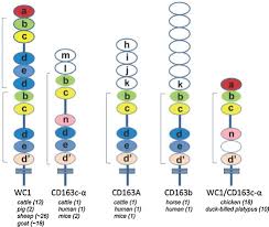 We did not find results for: The Role Of Bovine Gd T Cells And Their Wc1 Co Receptor In Response To Bacterial Pathogens And Promoting Vaccine Efficacy A Model For Cattle And Humans Sciencedirect