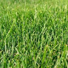 John is a conscientious worker with respect for his clients. Residential Commercial Landscaper Maine Lawn Mowing Tree Removal Painting Handyman