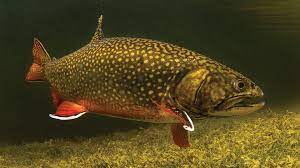 Pictures of brook trout fish. Brook Trout Wikipedia