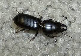 Black beetle bugs are generally found in many household properties. Big Headed Ground Beetle What S That Bug