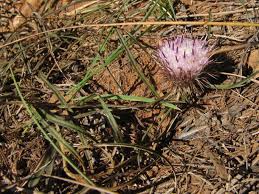 Image result for Dicoma anomala