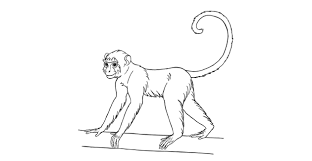 How to draw a baby monkey cute and easy. How To Draw A Monkey Step By Step