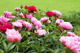 In may it is very warm. Extend The Blooming Season Of Your Peonies