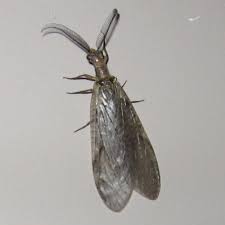 You can fly fish anywhere, from the shore. Fishfly Wikipedia