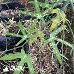 Image result for Adenia kirkii